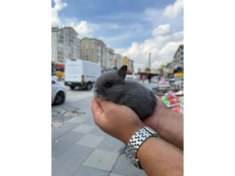 Cüce tavşan (netharlend dwarf)