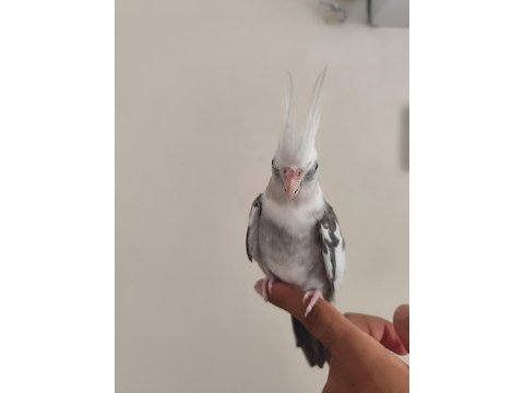 Ele kola alışık wifi sultan papağanı