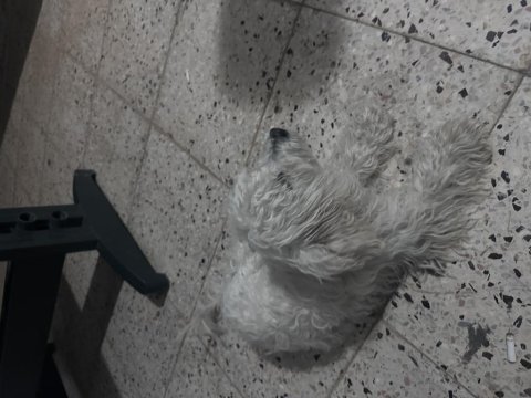 2-5 yaş arası malta cinsi köpeğimiz