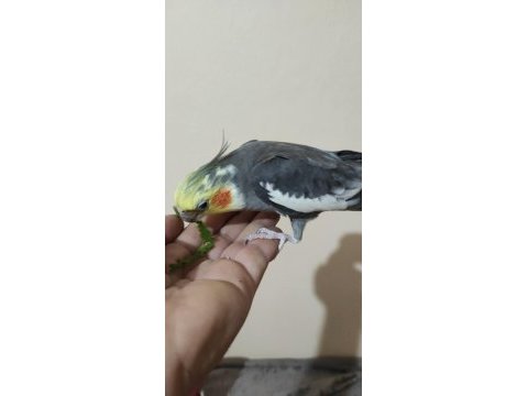 Lutino pied erkek alışık ve grey erkek alışık