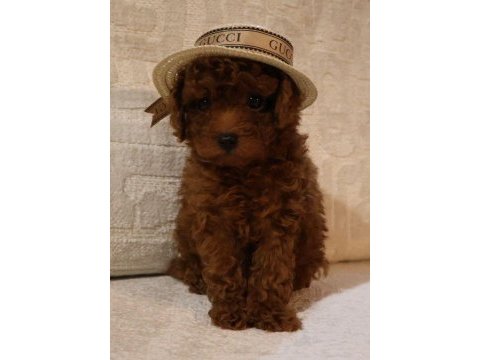 Poodle bebek