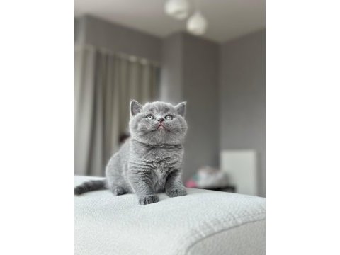 Top kafa a kalite british shorthair yavrular