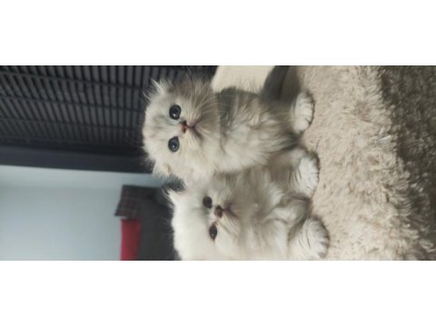 Scottish fold ve scottish longhair bebişlerimiz