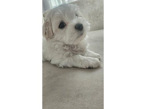 Özel şartlarla sahiplendirilecek maltese terrier