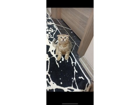 2 erkek 1 dişi evde yetişmiş scottish fold yavrular
