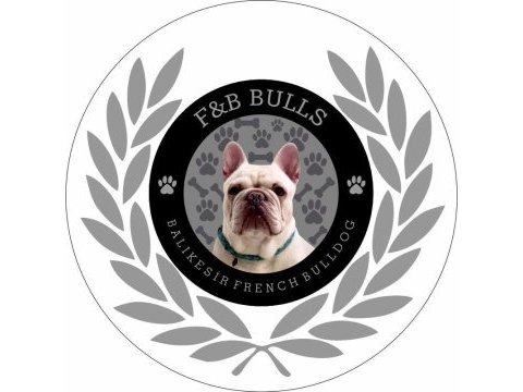 Dizzyrascal, blue fawn quad taşıyıcı yavrularımız