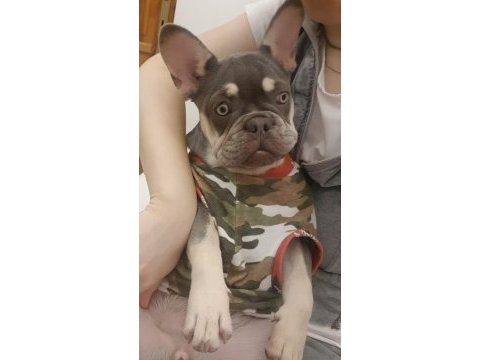 Kardeş french bulldog sahiplendirme
