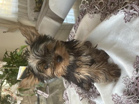 2 kızı ve 4 erkek (2 aylık) yorkshire terrier