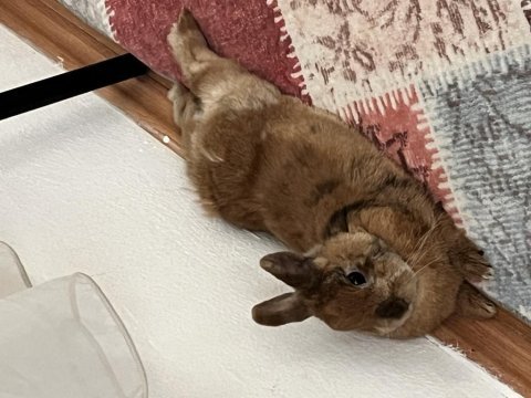 Hollanda cüce tavşanı sahiplendirme
