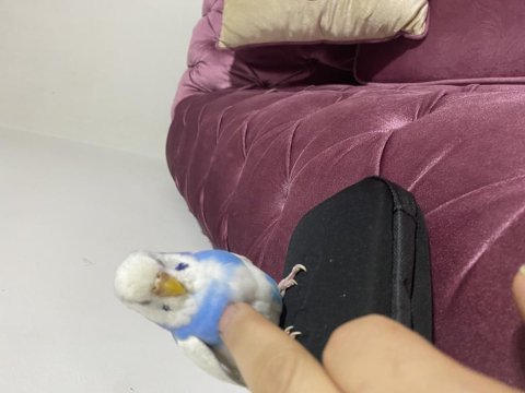 Kızgın dişi muhabbet kuşu