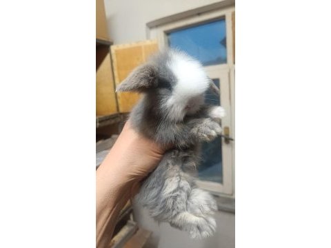 Hollanda lop tavşanlar