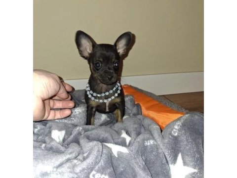 Mini pinscher yavrularımız