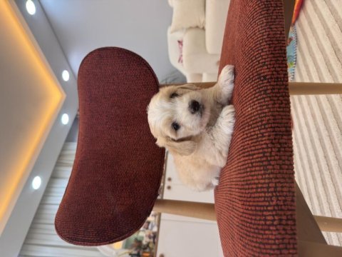 Maltipoo bebeğim