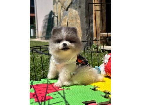 Pomeranian boo color renk bakımlı 90 günlük