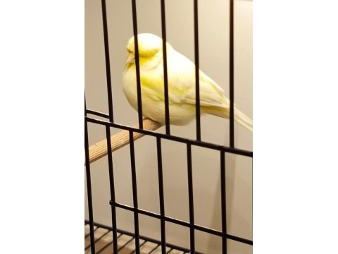 Toplu gloster kanaryalar hepsi vasıflı