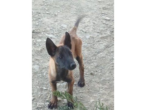 Orjinal belçika kurdu
