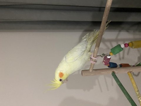 Albino kırmızı göz 6 aylık dişi sultan papağanı