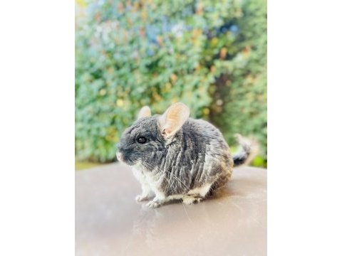 Siyah (black velvet) çinçila / chinchilla 1 yaşında