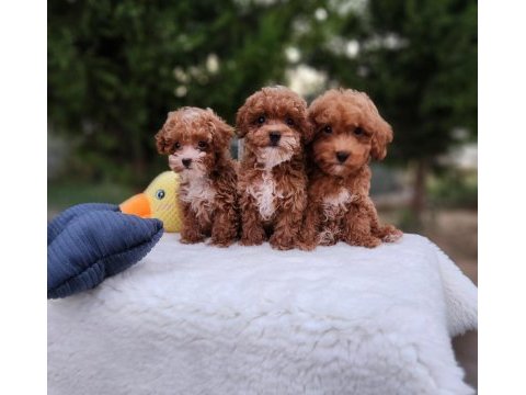 Aşılı mikroçiplii maltipoo  yavrularımız 