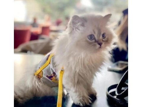 4.5 aylık yavrumuzu sahiplendiriyoruz british longhair