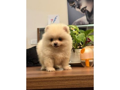 Çiğli'nin bebeği pomeranian boo
