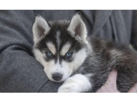 Husky yavrularımız