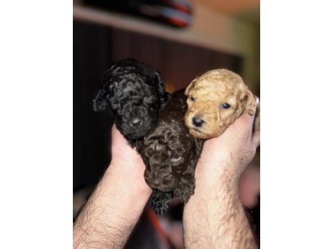 Ev ortamında büyüyen sevimli toy poodle yavrular