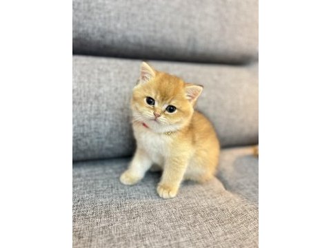 Golden yavru kediler izmir