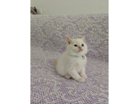 Blue point dişi scottish fold yavrularımız