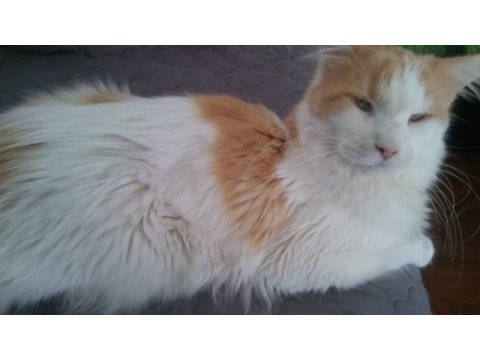Main coon dişi kedimiz