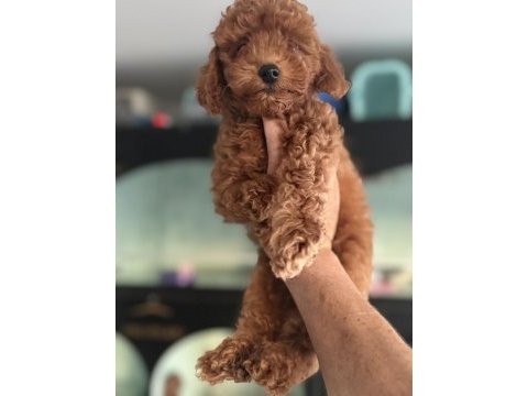 Show kalite aşılı pasaportlu toy poodle