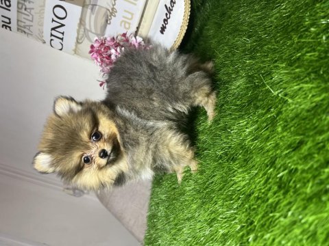 Pomeranian boo 70 günlük