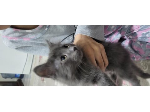 2 adet scottish fold kedi biri gri renk diğeri kırçıllı