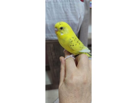 Ele alışık yavru muhabbet kuşu