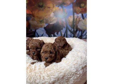 Safkan toy poodle bebeklerimiz
