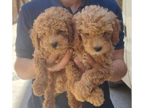 Maltipoo ve poodle yavrular
