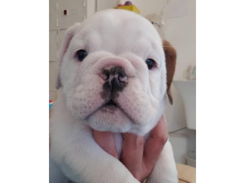 İngiliz bulldog yavruları