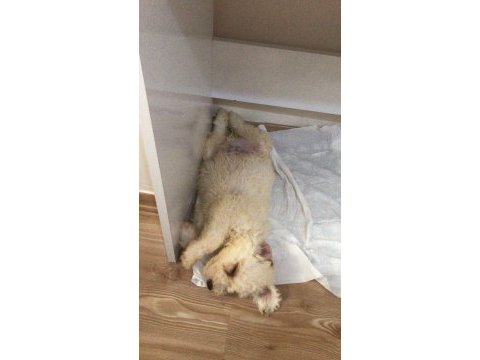 Maltipoo 2,5 aylık