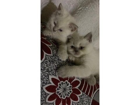 Yavru dişi british shorthair kediler