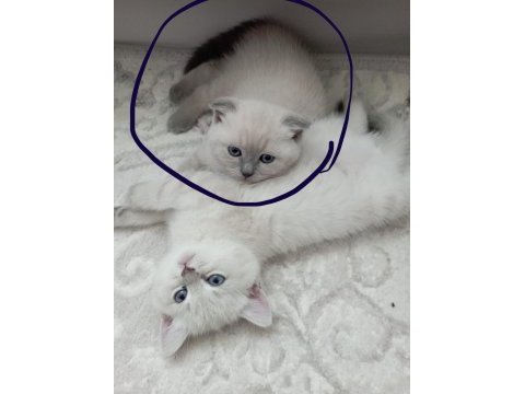 2 aylık dişi kırık kulak yavru kedimiz