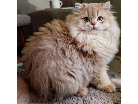 British longhair ay11