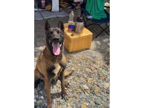 Belçika malinois eğitimli