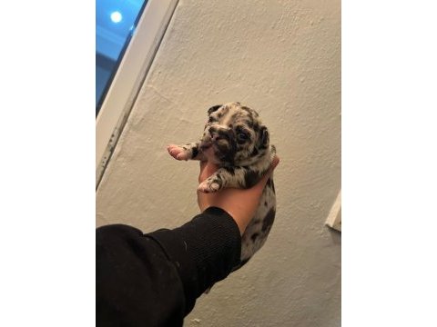 Egzotik ve standart fransız bulldog