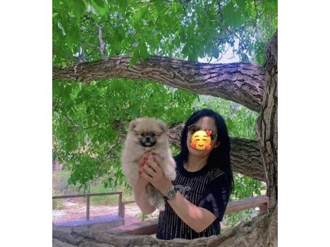 Pomeranian dişi prensesimiz