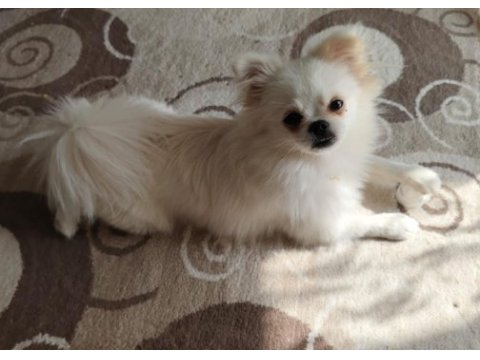 Pomeranian kızımıza yuva arıyoruz