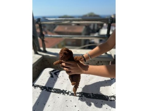 Toy poodle yavrular kaçırma