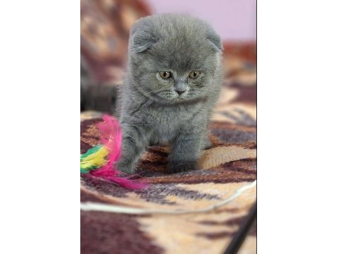 Scottish fold yavrularımız evinizin neşesi olacaktır