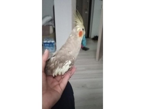 Bir çift gri sultan papağanı
