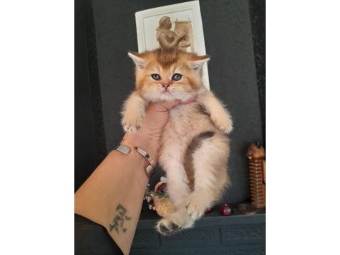 British shorthair kedimiz