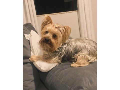 Uyguna wc eğitimli bakımlı köpeğimiz